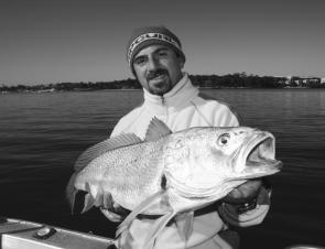 Jim Siriakis realises the value of schools of whitebait even when it comes to big jewfish.